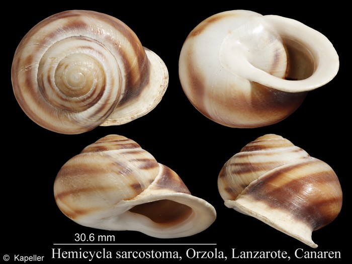 Hemicycla sarcostoma