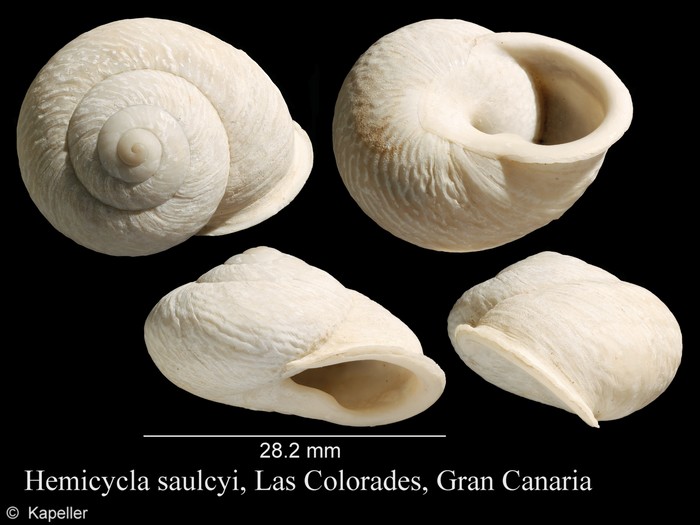 Hemicycla saulcyi