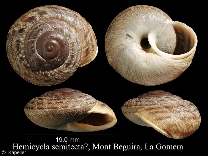 Hemicycla semitecta