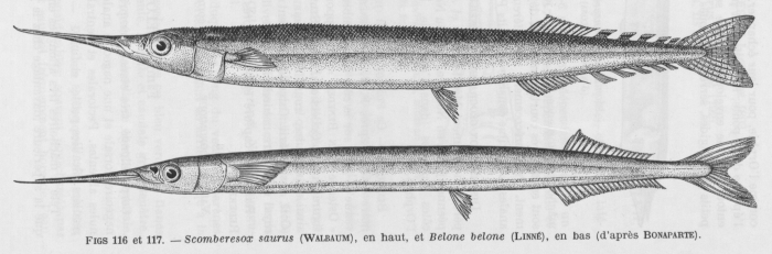 Poll (1947, fig. 116 & 117) Poll (1947, fig. 116 & 117)