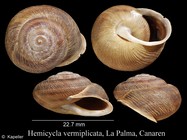 Hemicycla vermiplicata