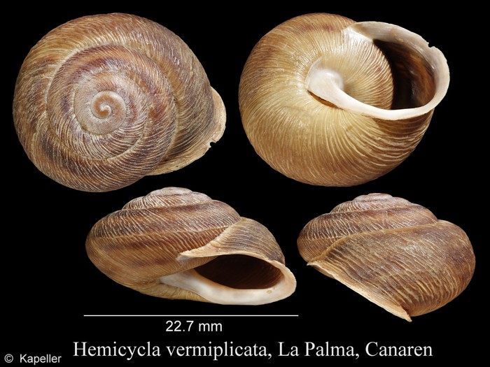 Hemicycla vermiplicata Hemicycla vermiplicata