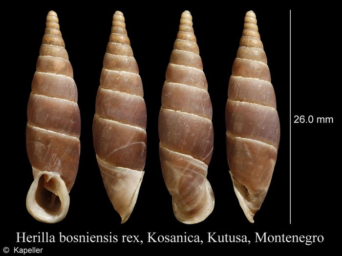 Herilla bosniensis Herilla bosniensis