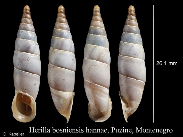 Herilla bosniensis hannae