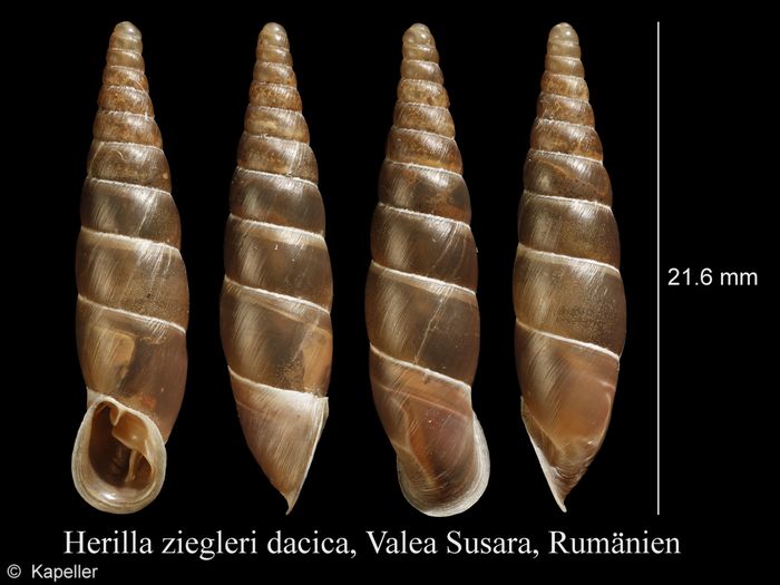 Herilla ziegleri Herilla ziegleri