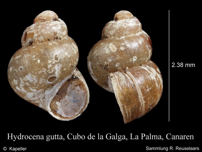 Hydrocena gutta Hydrocena gutta