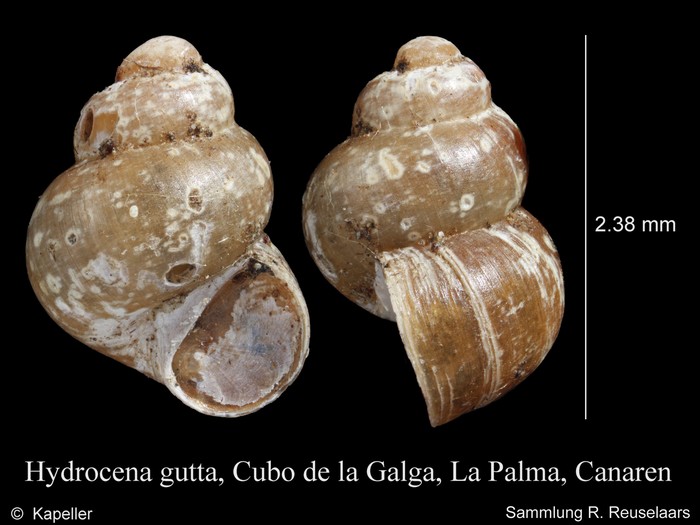 Hydrocena gutta