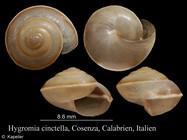 Hygromia cinctella