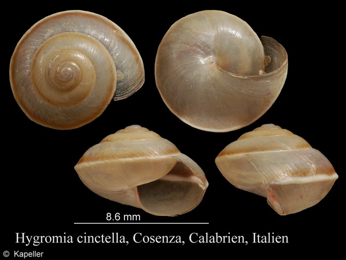 Hygromia cinctella Hygromia cinctella