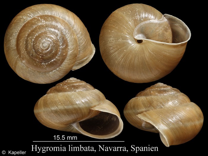 Hygromia limbata