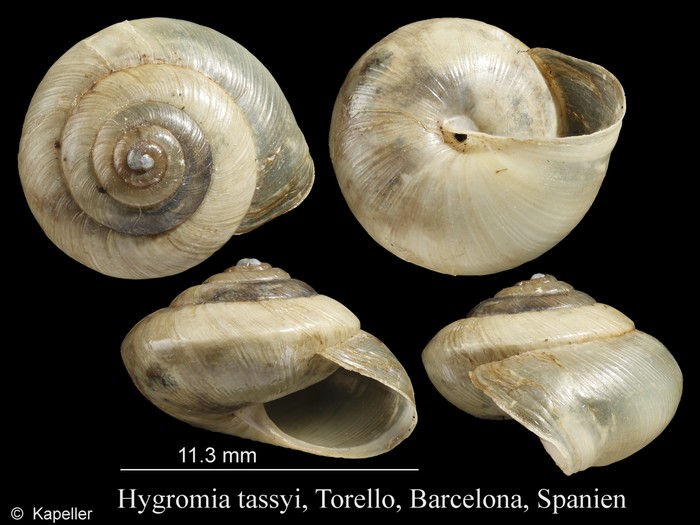 Hygromia tassyi Hygromia tassyi