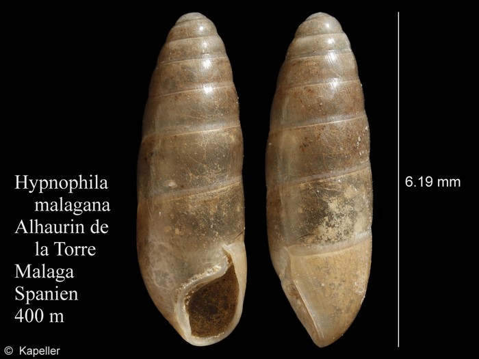 Hypnophila malagana Hypnophila malagana