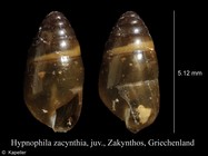 Hypnophila zacynthia