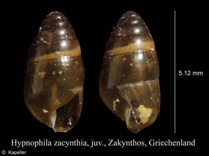 Hypnophila zacynthia Hypnophila zacynthia