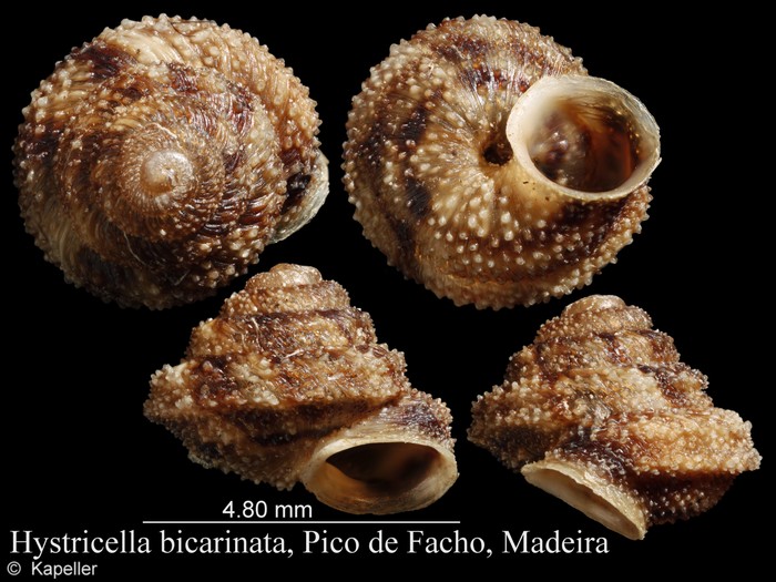 Hystricella bicarinata Hystricella bicarinata