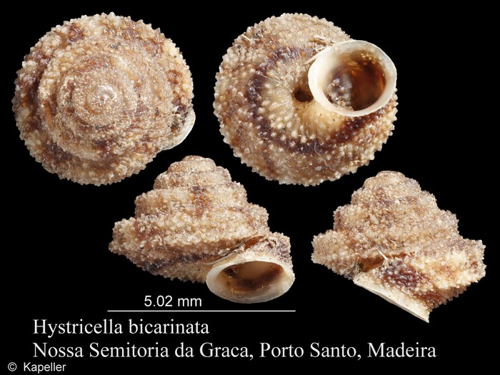 Hystricella bicarinata Hystricella bicarinata