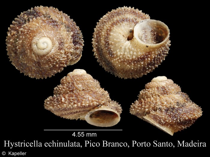 Hystricella echinulata Hystricella echinulata