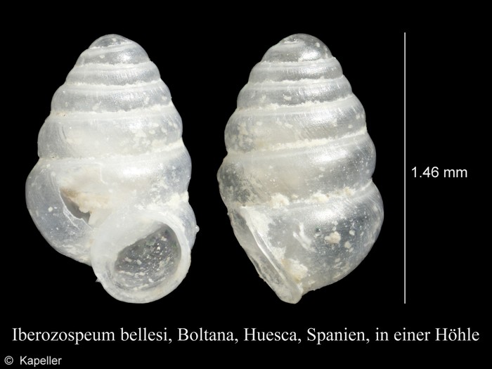 Iberozospeum bellesi