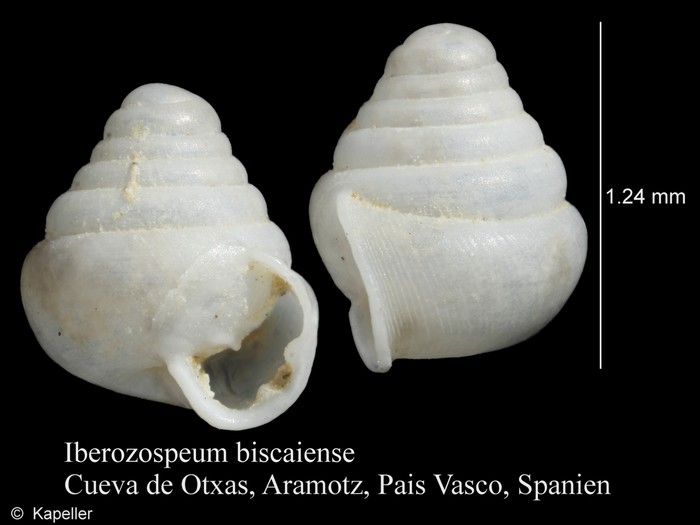 Iberozospeum biscaiense Iberozospeum biscaiense