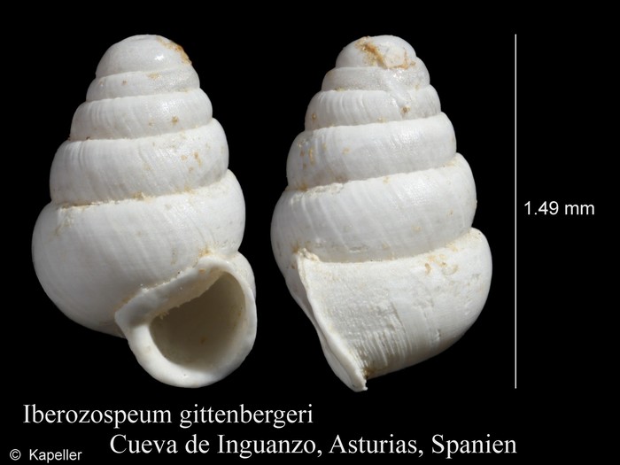 Iberozospeum gittenbergeri Iberozospeum gittenbergeri