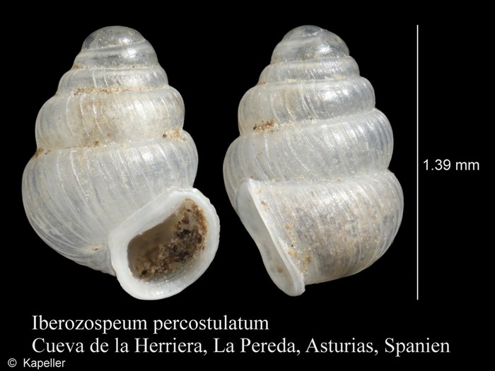 Iberozospeum percostulatum Iberozospeum percostulatum