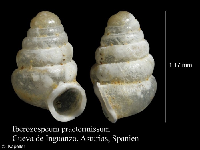 Iberozospeum praetermissum Iberozospeum praetermissum
