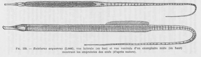 Poll (1947, fig. 120) Poll (1947, fig. 120)