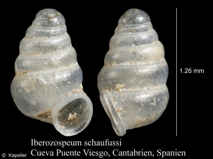 Iberozospeum schaufussi