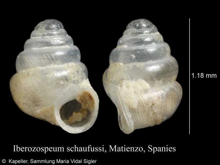 Iberozospeum schaufussi Iberozospeum schaufussi