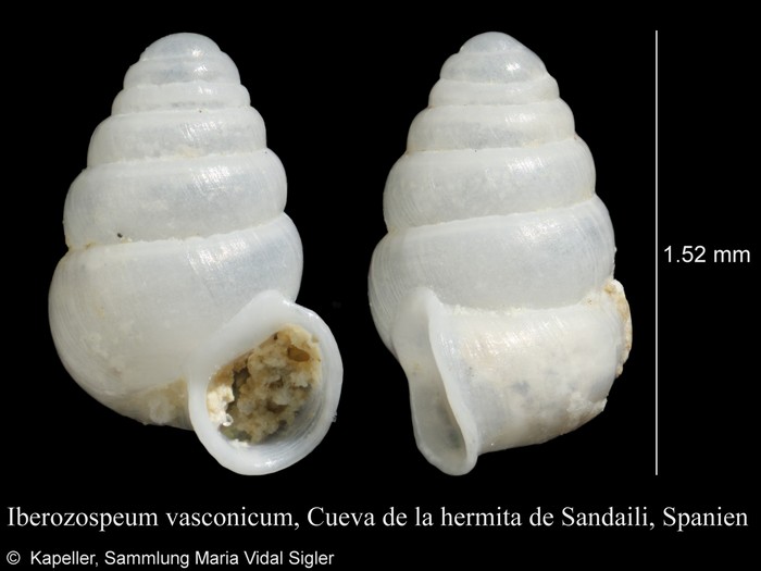 Iberozospeum vasconicum