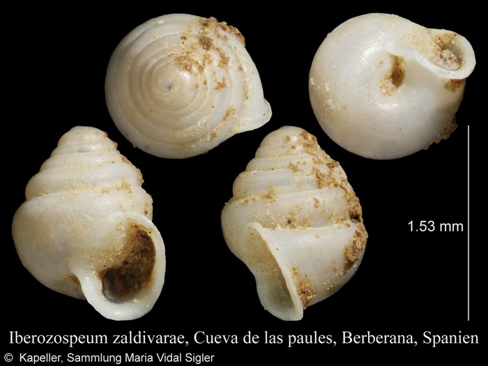 Iberozospeum zaldivarae Iberozospeum zaldivarae
