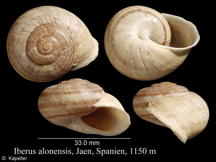 Iberus alonensis