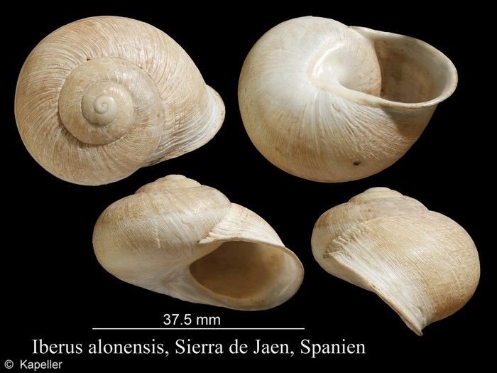 Iberus alonensis