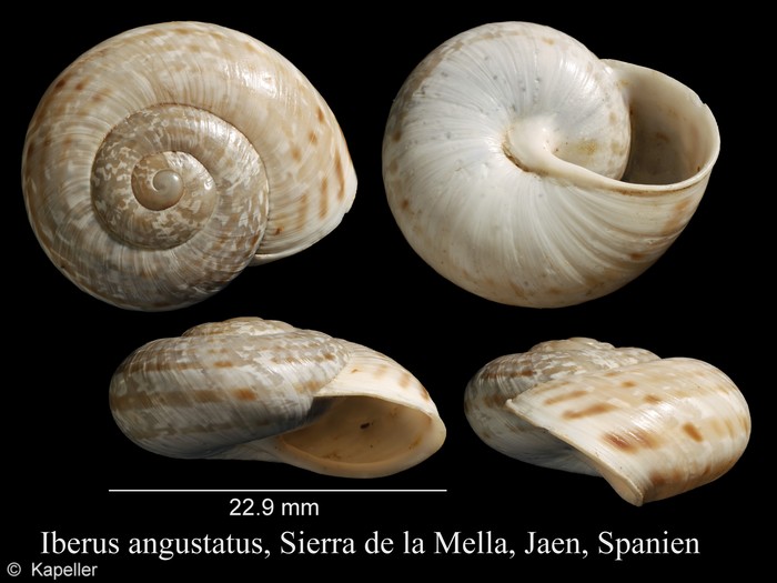 Iberus angustatus Iberus angustatus