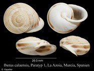 Iberus calaensis