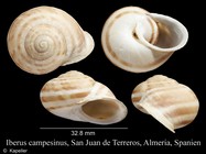 Iberus campesinus