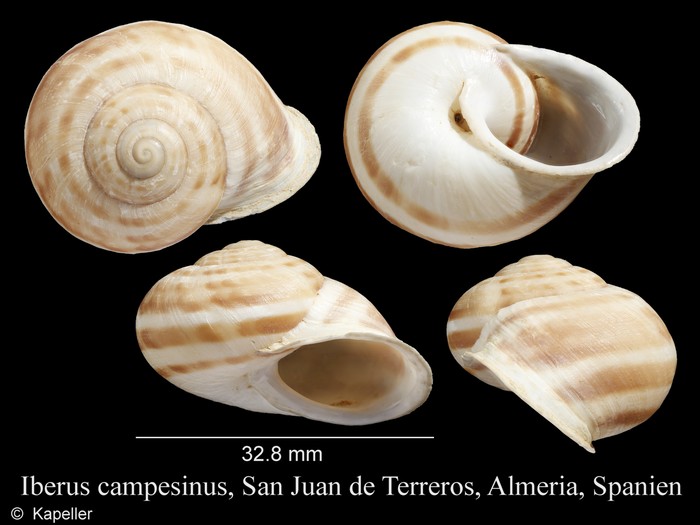 Iberus campesinus