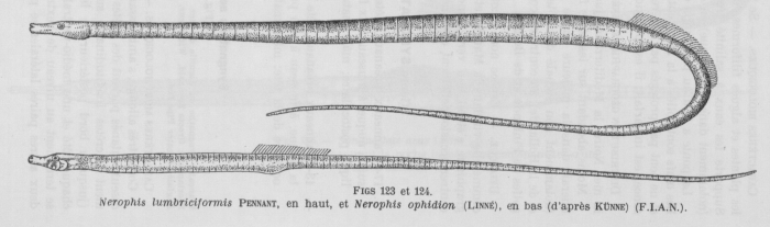 Poll (1947, fig. 123 & 124)