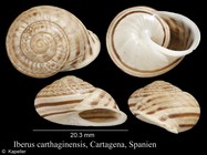 Iberus carthaginiensis