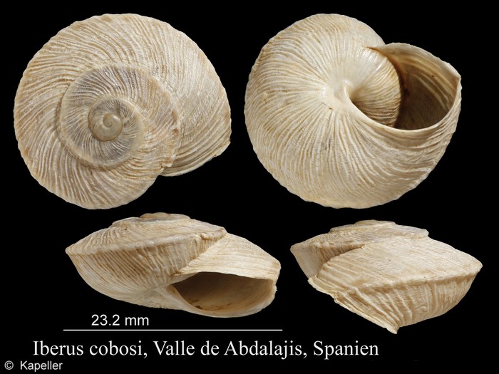 Iberus cobosi Iberus cobosi