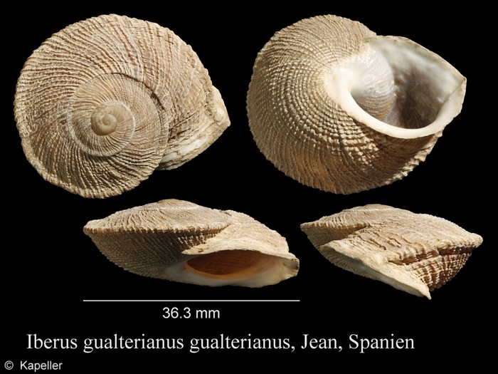 Iberus gualtieranus