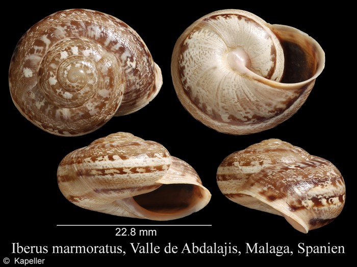 Iberus marmoratus