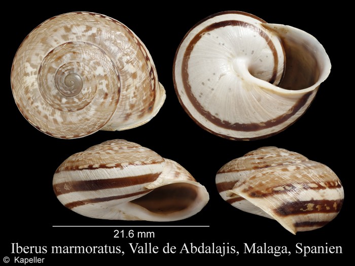 Iberus marmoratus