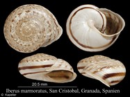 Iberus marmoratus