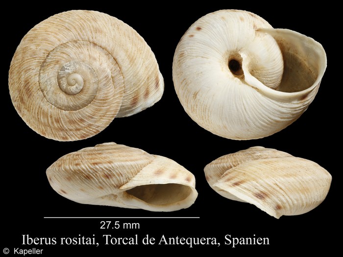 Iberus rositai Iberus rositai