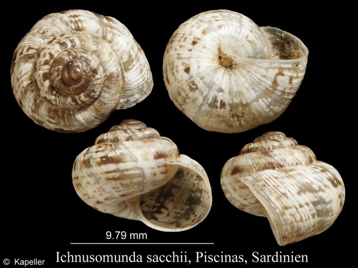 Ichnusomunda sacchii