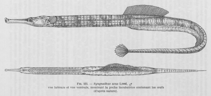 Poll (1947, fig. 125) Poll (1947, fig. 125)