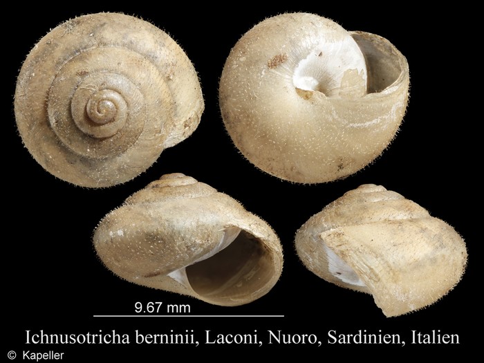 Ichnusotricha berninii