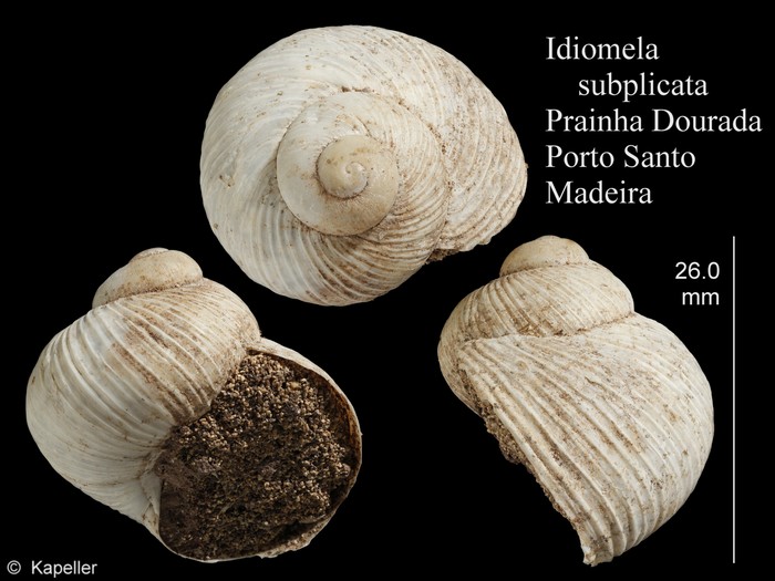 Idiomela subplicata