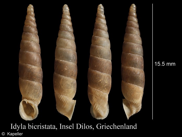 Idyla bicristata Idyla bicristata
